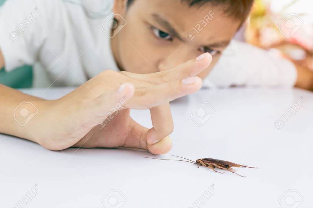 How to Get Rid of Cockroaches