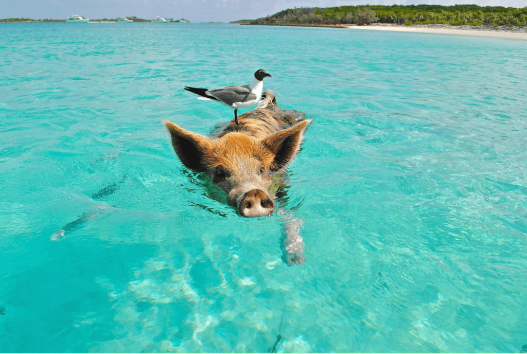 pet swimming