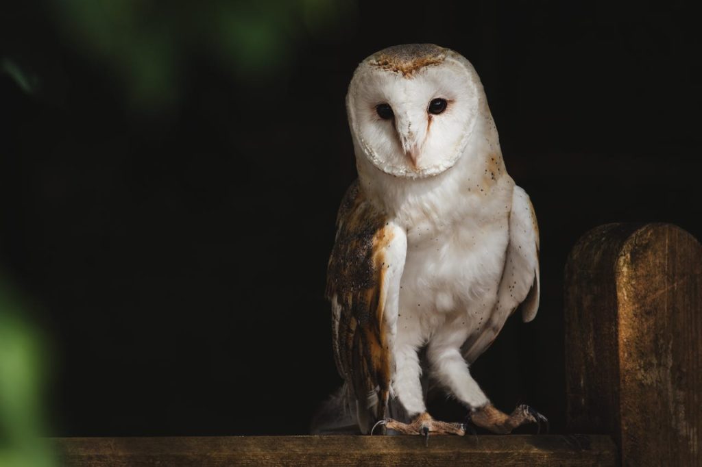 Female Owl Names 