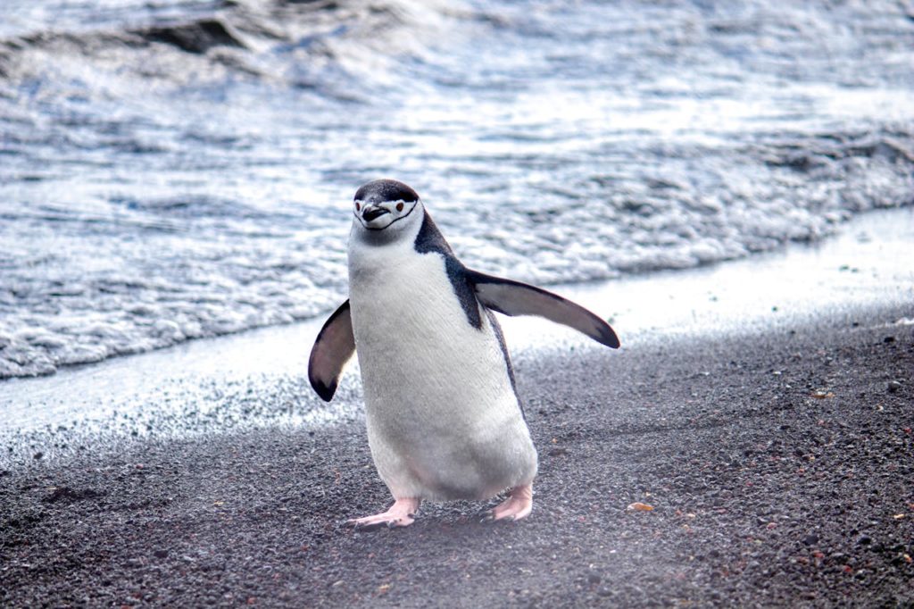 Penguin Species