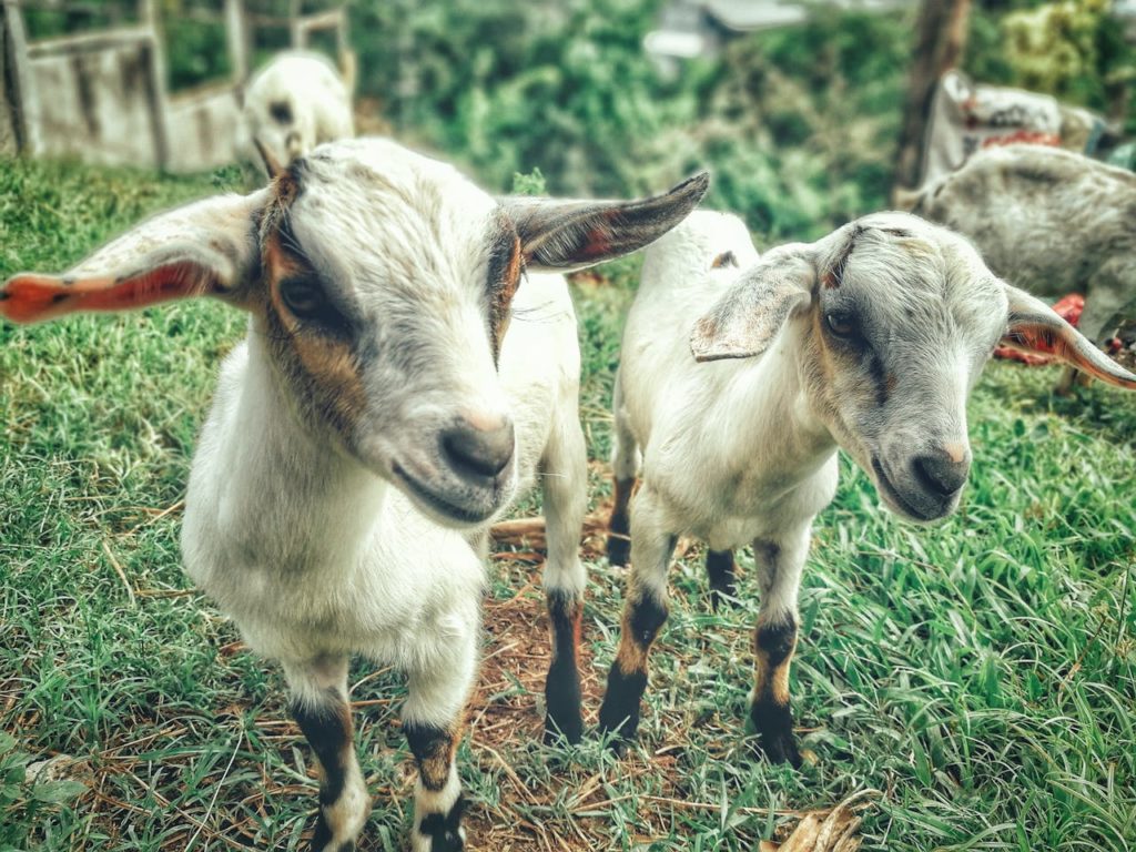 Cute Goat Names