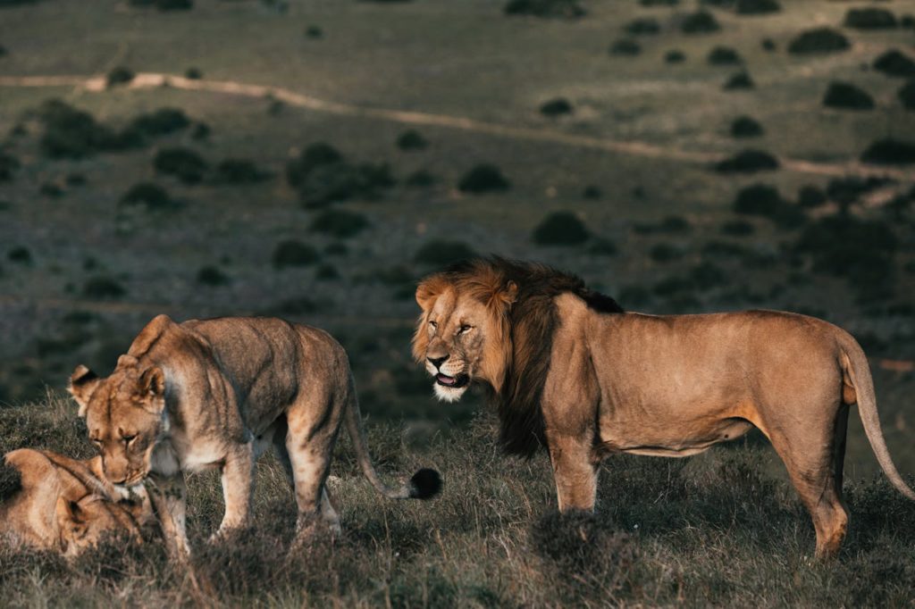 Famous Lionesses