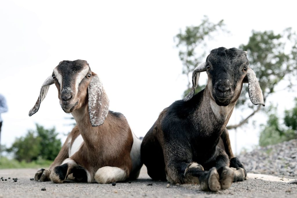 150+ Good Names for Goats: Unique and Fun Ideas