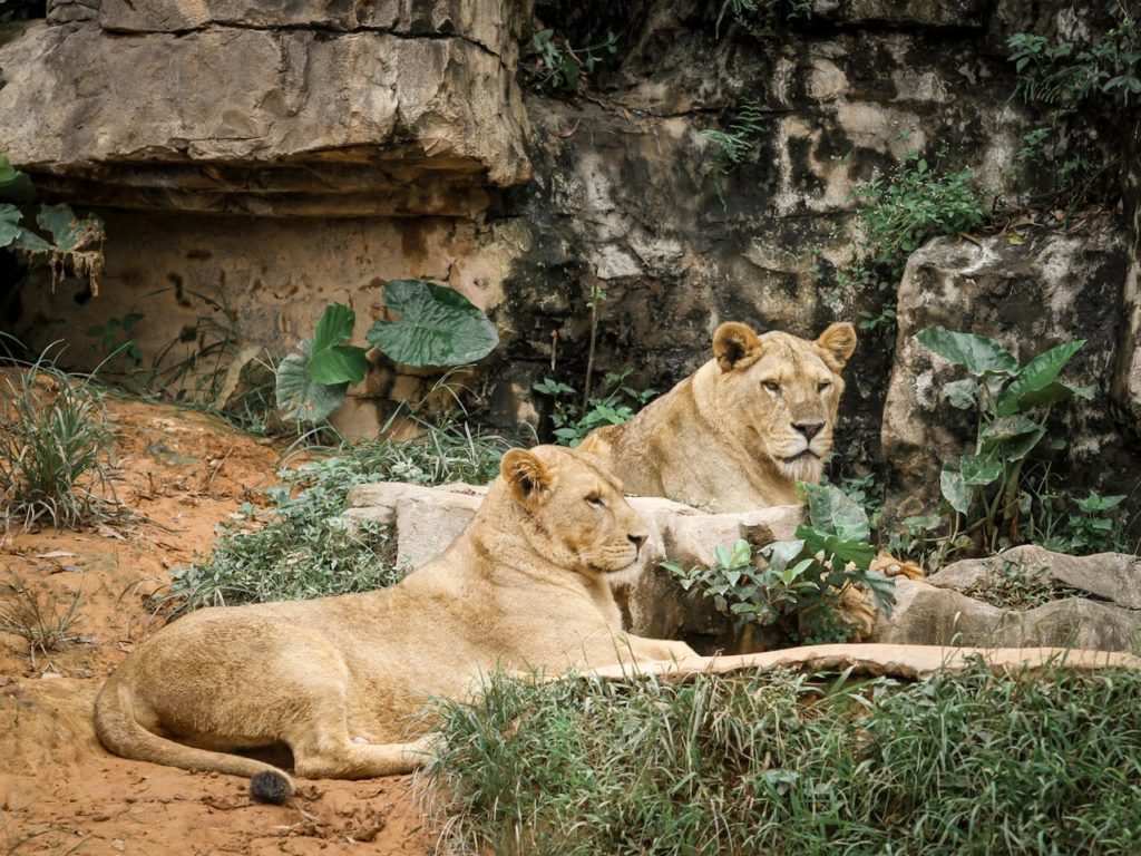 Lioness Names from E