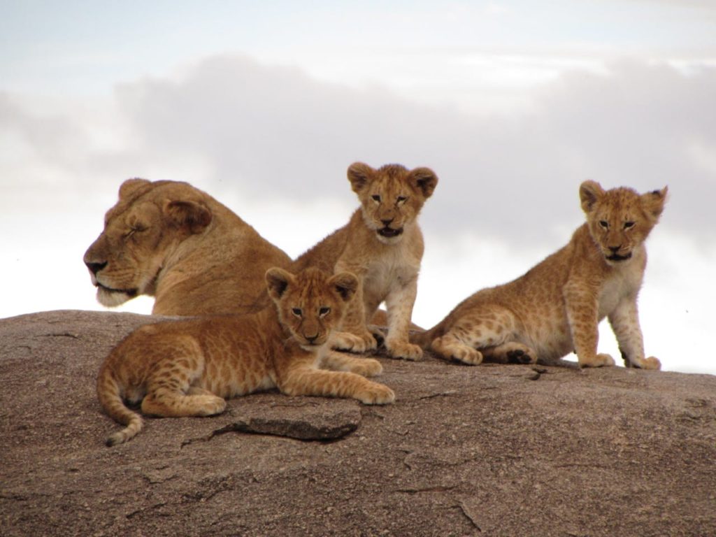 Lioness Names from O