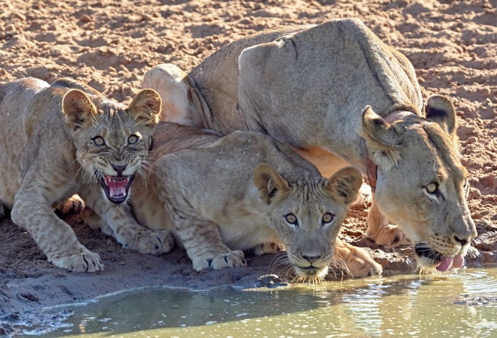 Lioness Names from V